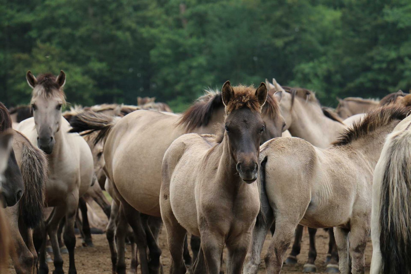 foal