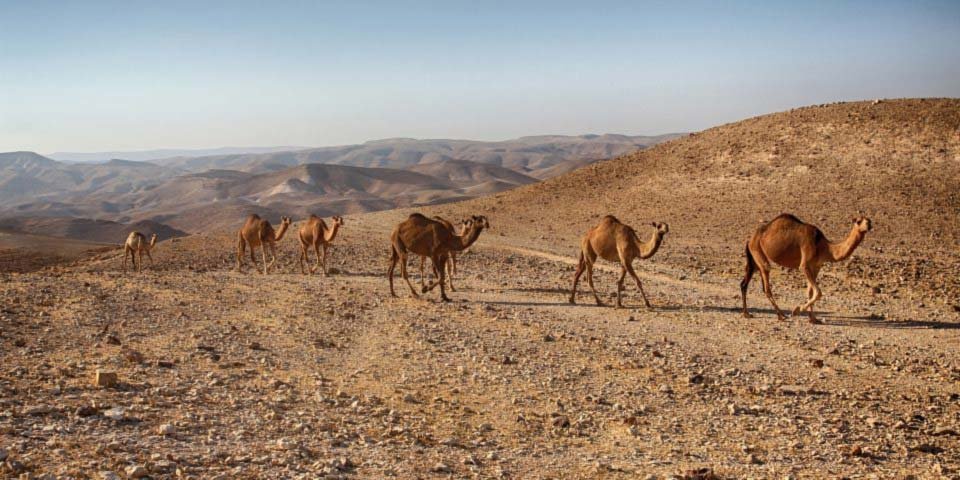 dead sea