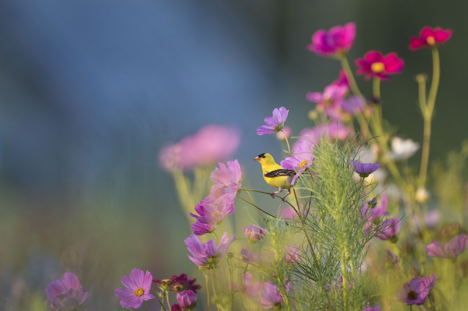 passaro e flores