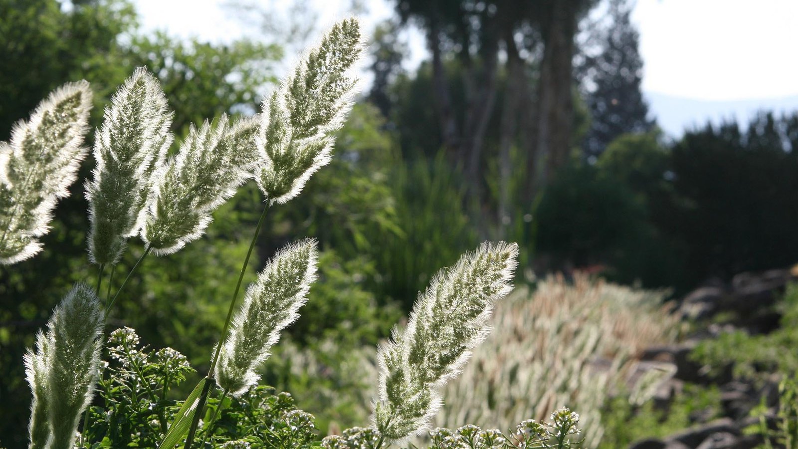plants