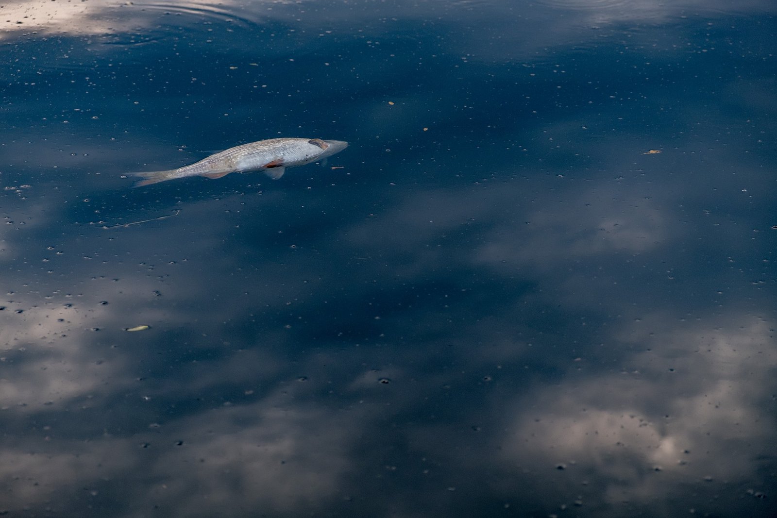fish
