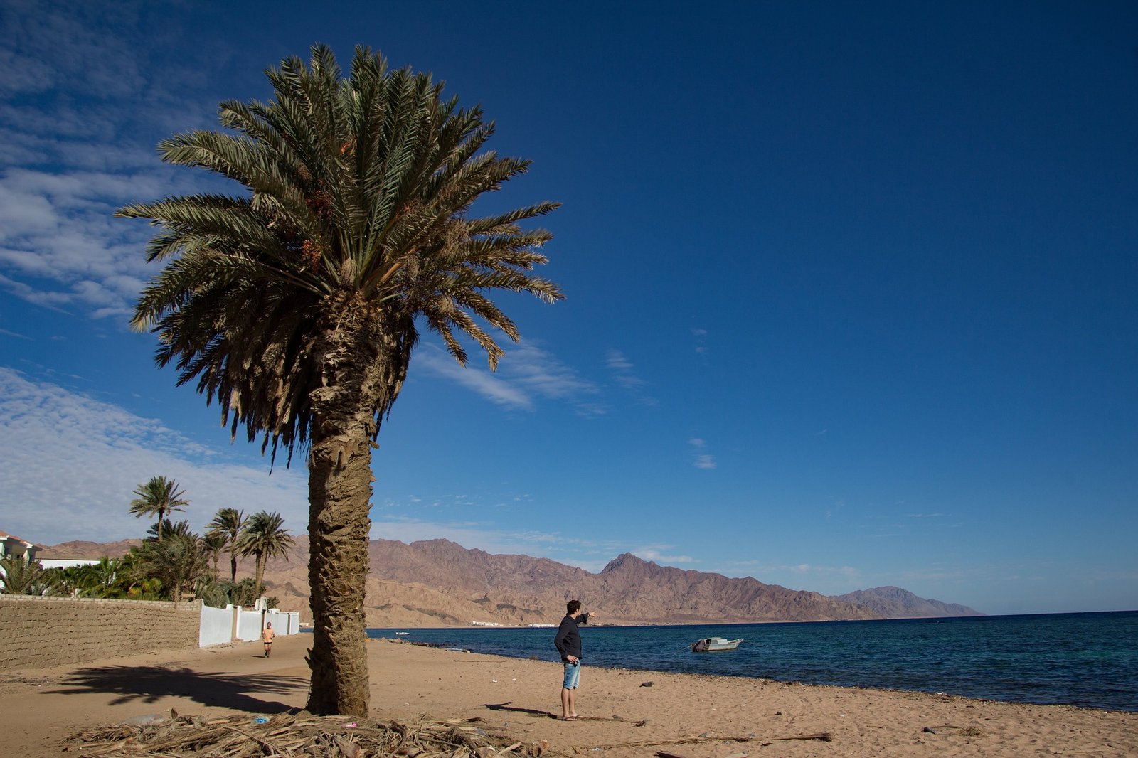 palm