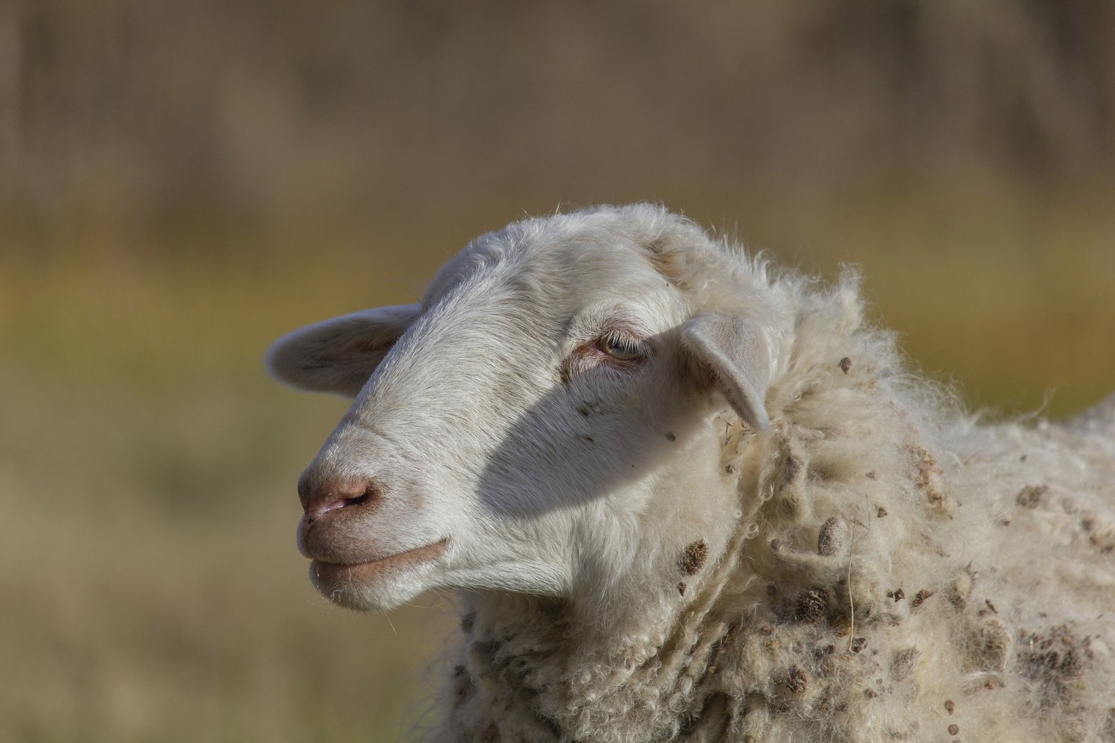 sheep