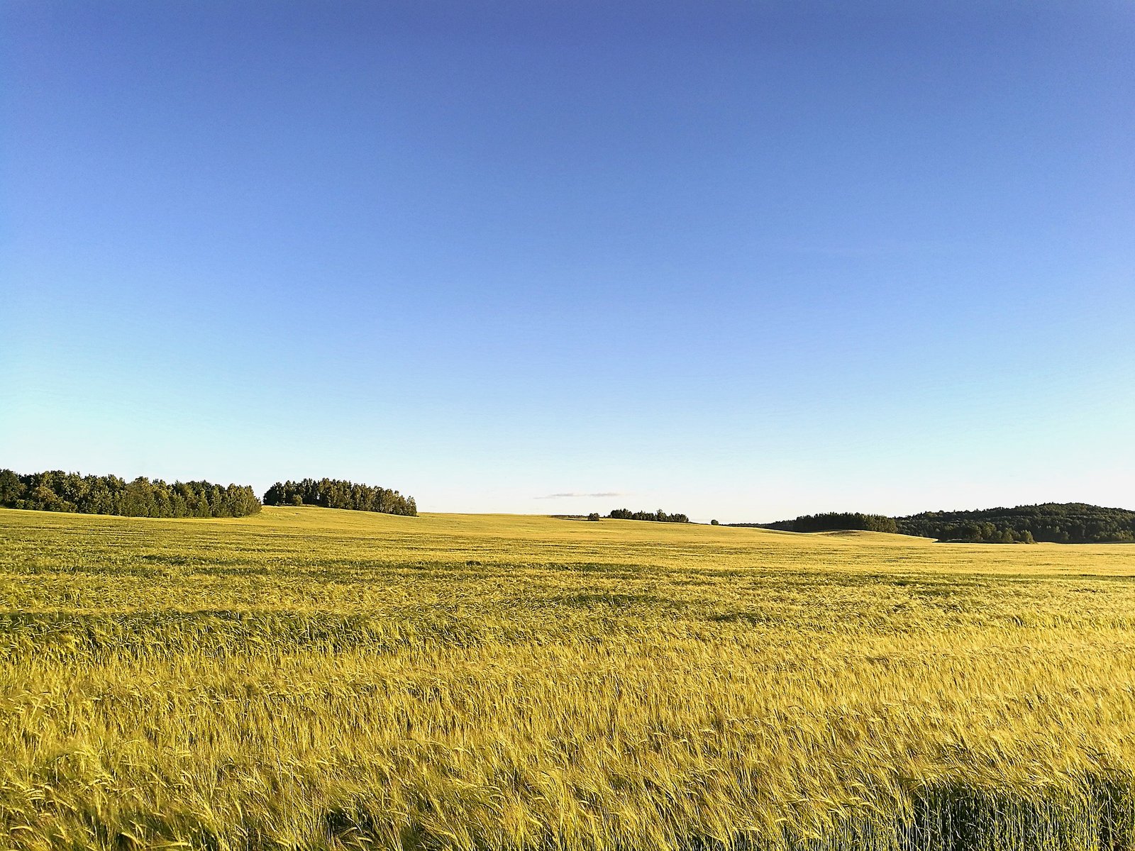 field