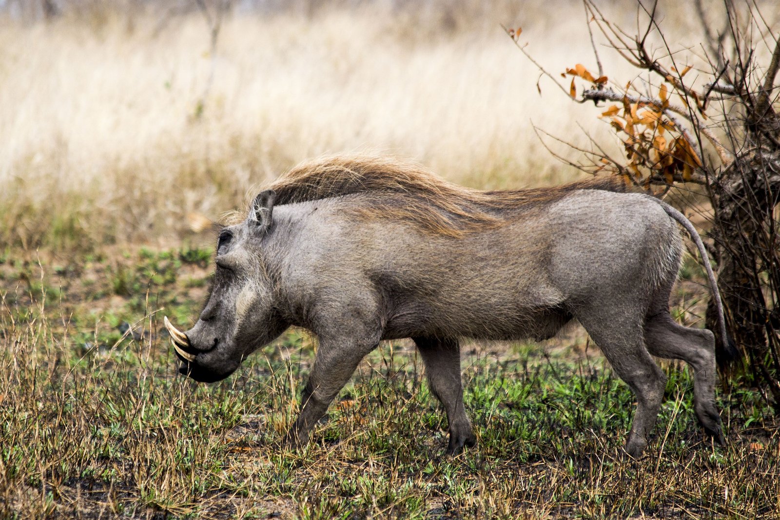 warthog