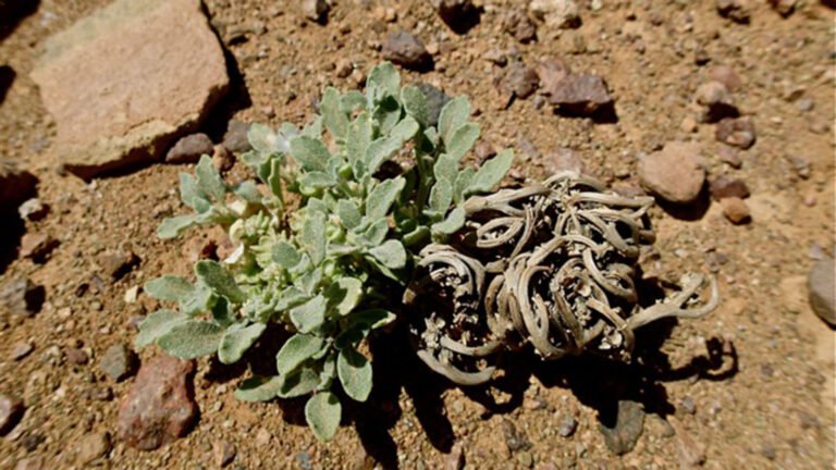 Anastatica hierochuntica rose de Jéricho FloraTrek