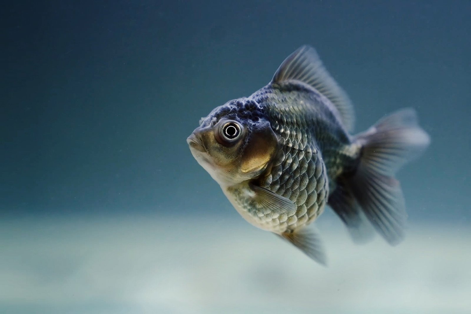 fish gfdb