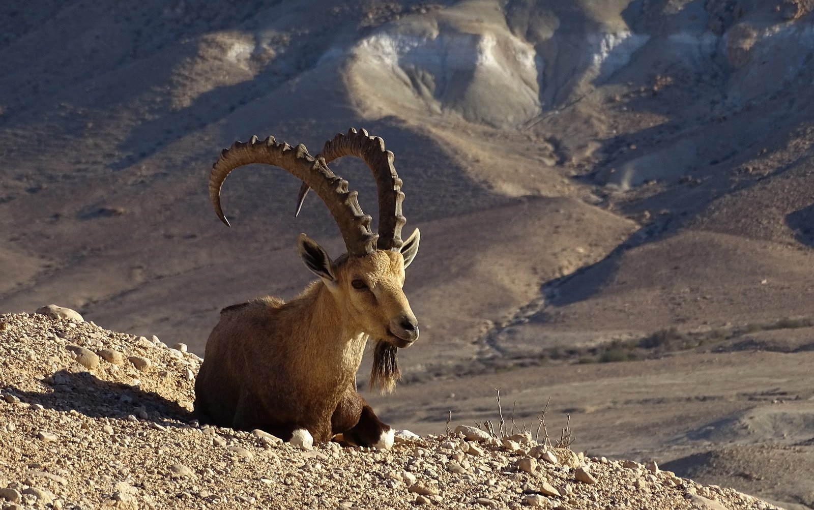 nubian ibex 7200670 1920