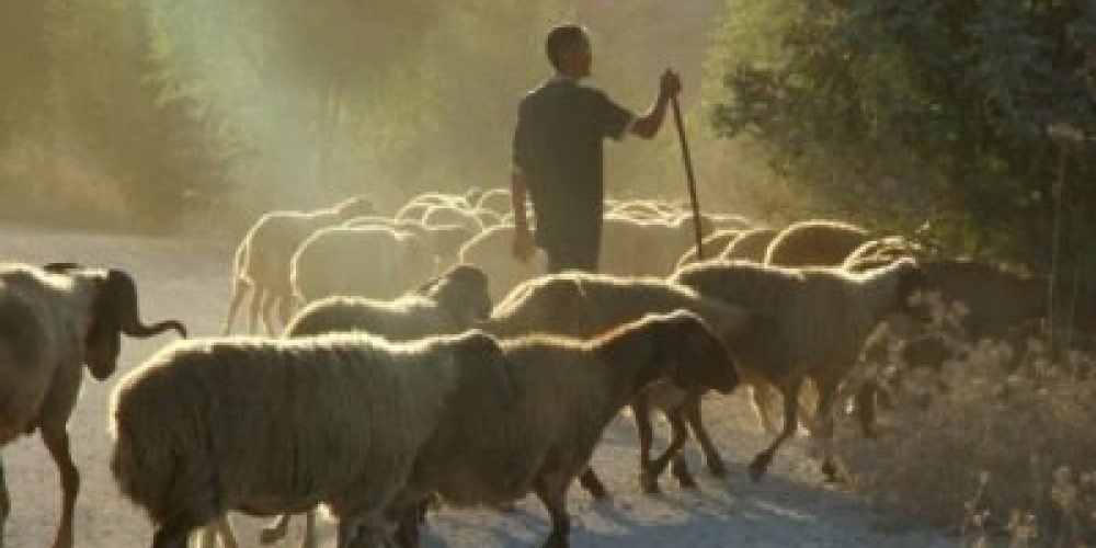 O sussurro da ovelha, os servos, e o Bom Pastor