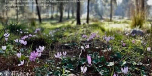 30 versículos bíblicos com imagens impactantes para você compartilhar
