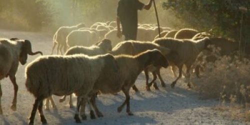 A ovelha perdida e o sussurro da eternidade