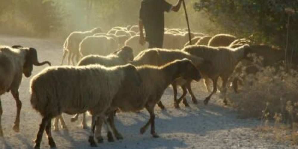 A ovelha perdida e o sussurro da eternidade