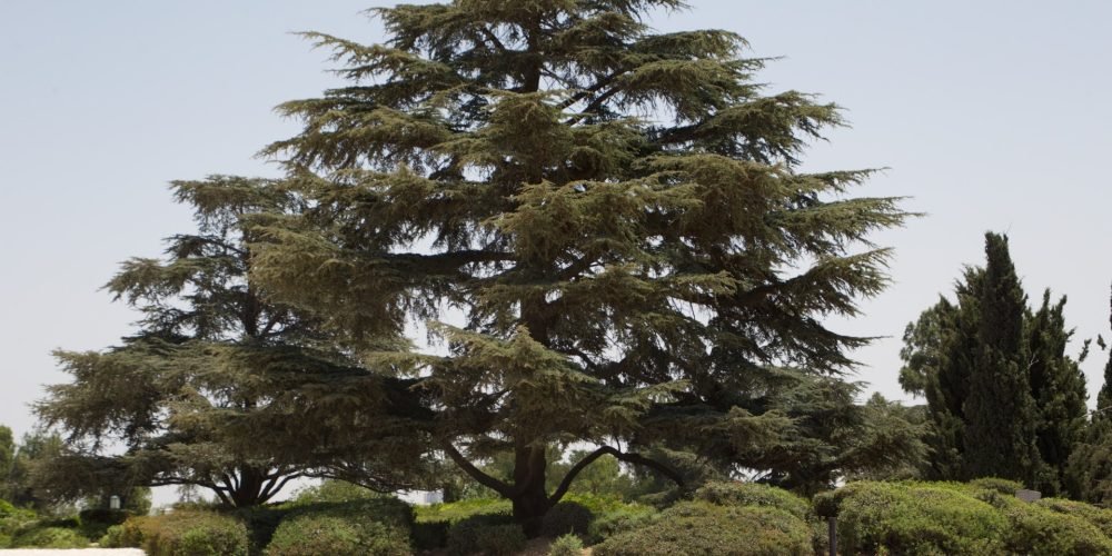 Cedro do Libano em Jerusalem