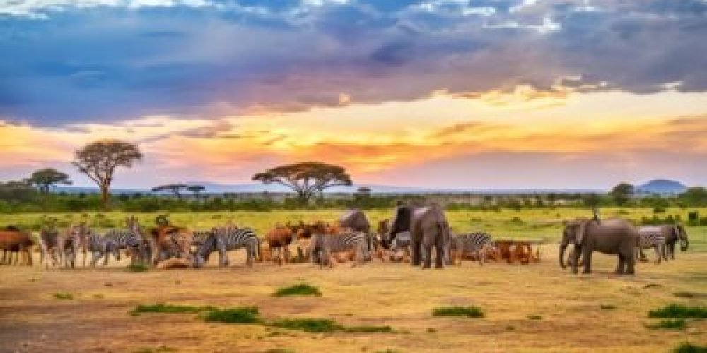 Animais na Bíblia, seus significados e ensinos