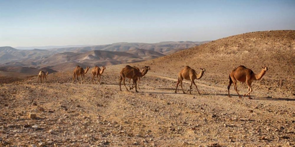 dead sea