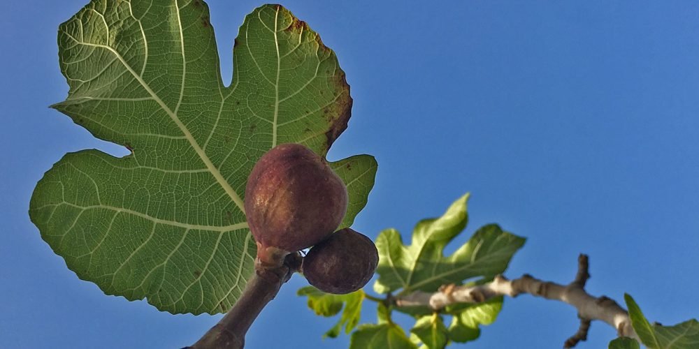 figo na figueira em modiin