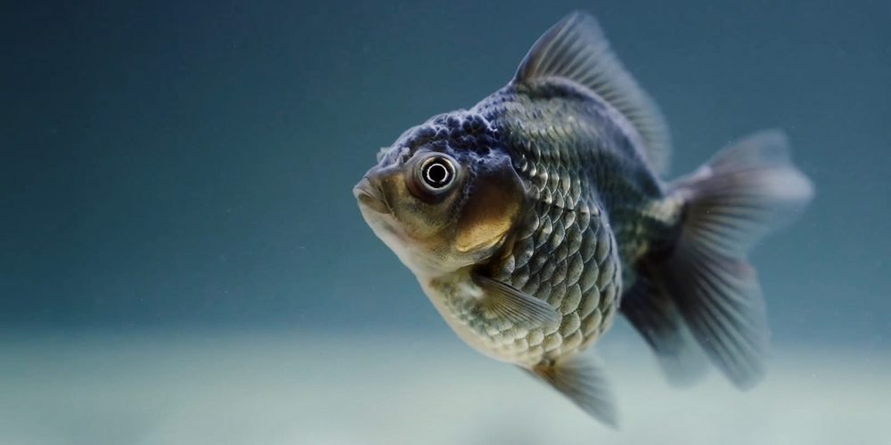 fish gfdb