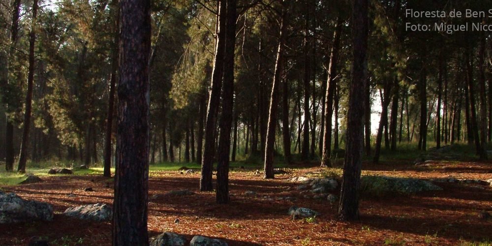 floresta de ben shemen