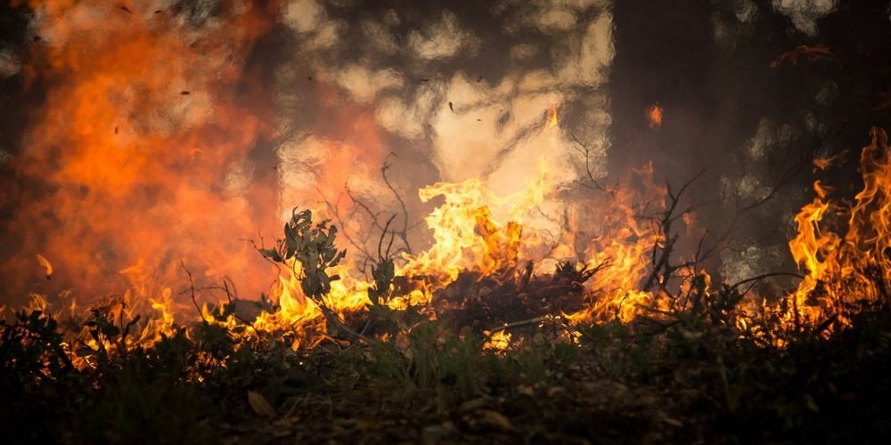 forest fire