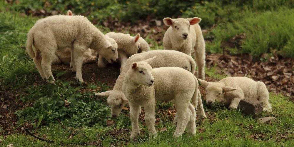 lamb
