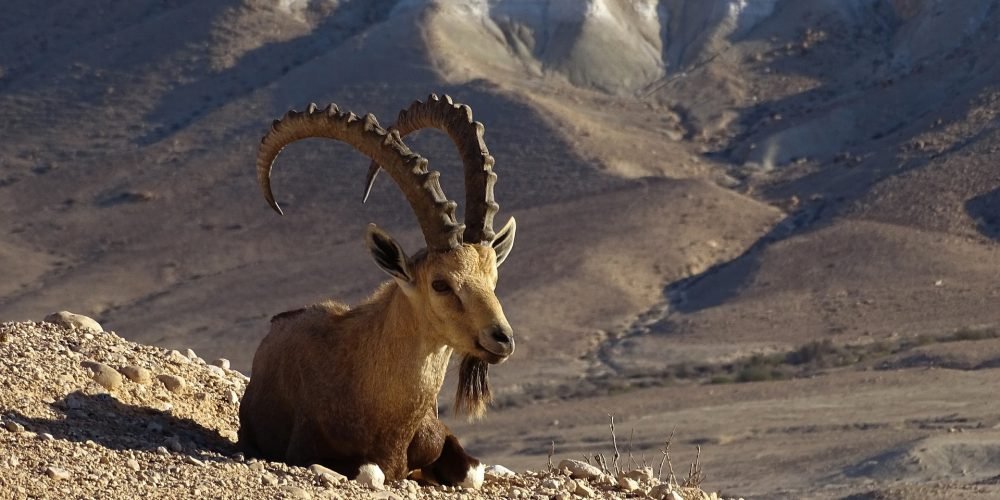 nubian ibex 7200670 1920