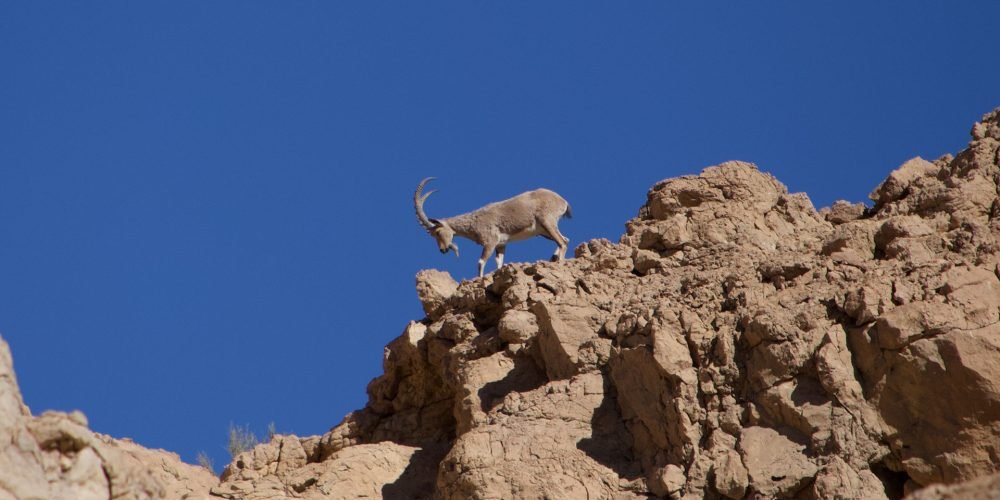 nubian ibex