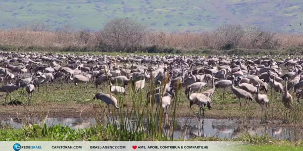 passaros agrous em israel no vale de Hulah