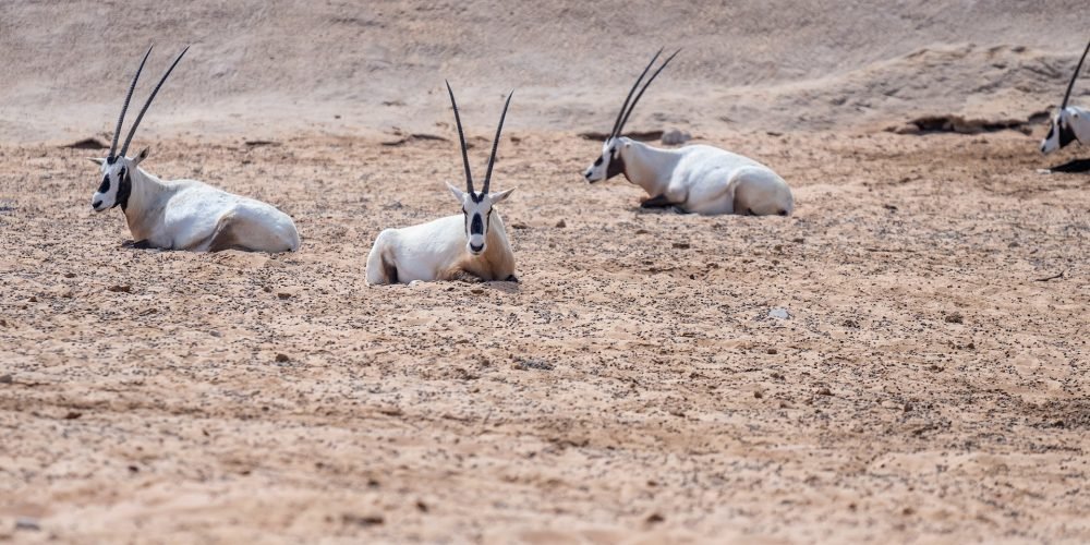 pexels denys gromov 7101204