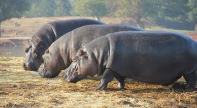 Hamas tortura os próprios palestinos