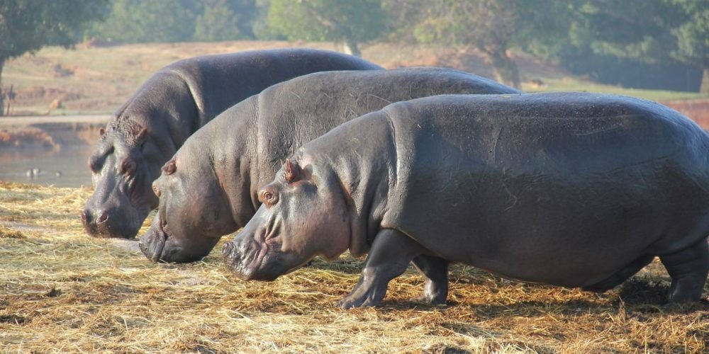 Hamas tortura os próprios palestinos