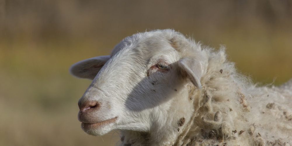 sheep