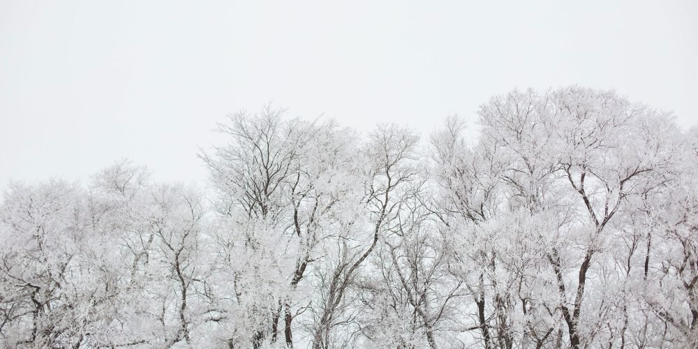 snow covered giants of nature