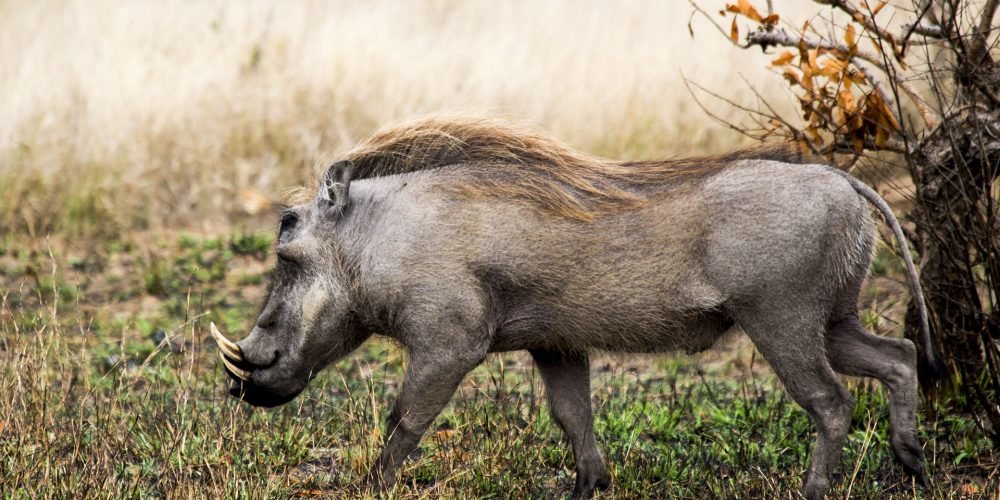 warthog
