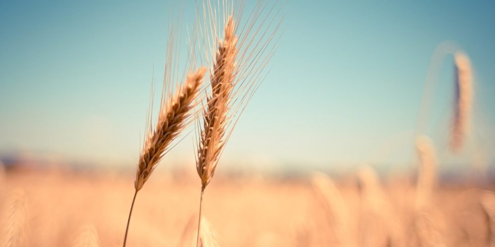 wheat